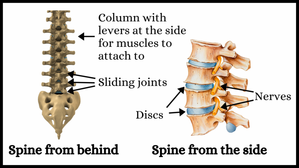 Anatomy of the spine