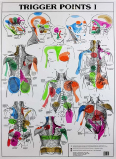 The Simple Effective Way To Treat Trigger Points Yourself Dr Graeme 