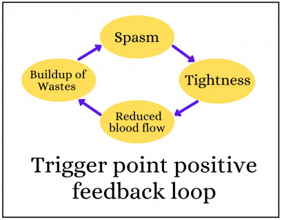 Trigger point: positive feedback loop