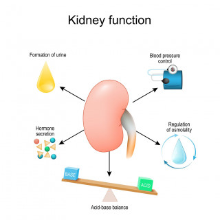 Kidney function