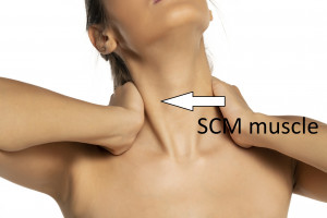 SCM (Sternocleidomastoid) muscle