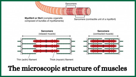 The microscopic structure of muscles