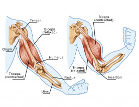 Biceps and triceps muscles