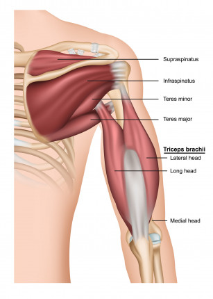 Posterior scapular and triceps muscles