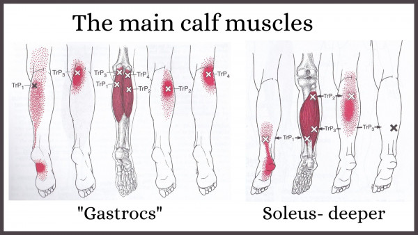 The main calf muscles and their trigger points