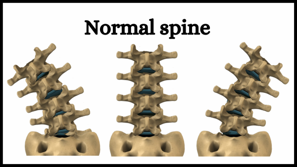 Normal spine movement