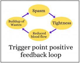 The trigger point feedback loop