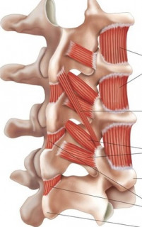 The intrinsic muscles of your spine